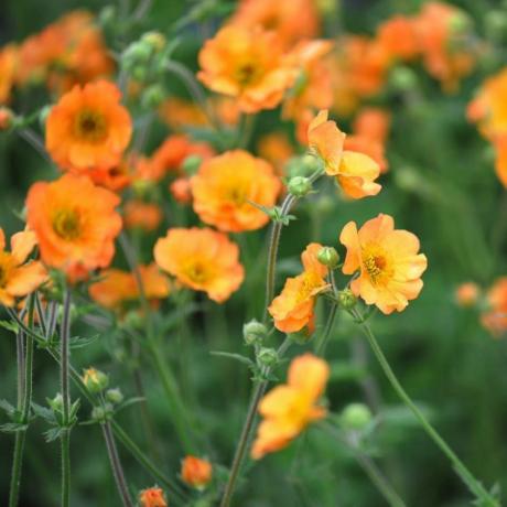 Geum 