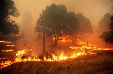 kokmateriālu trūkums, mežu ugunsgrēki Sonomas apgabalā, Kalifornijā, ASV