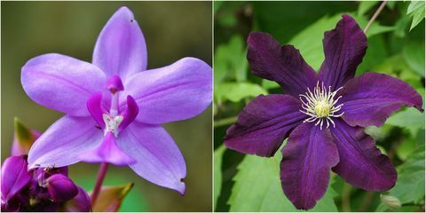 Violetie ziedi: purpursarkanā Clematis un purpura orhideja