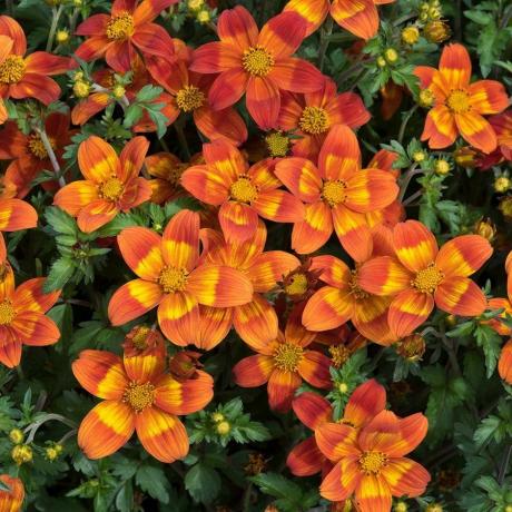 Bidens ferulifolia Bee Happy Red ('Baleehedi') (Bee Happy sērija)