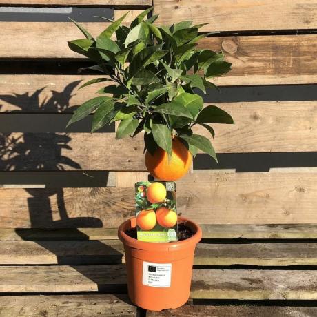 Mini apelsīnu citrusaugļu koks