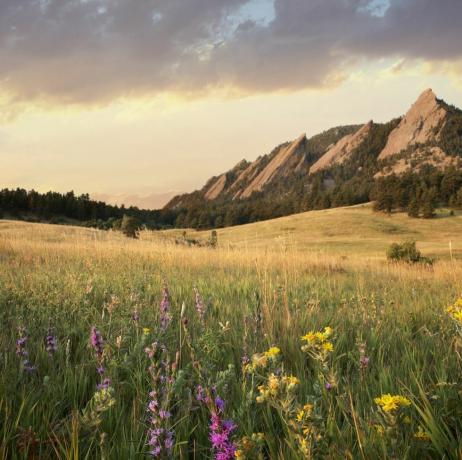 Skatuvisks, apskate, dēļ, pļava, un, mountains, laukakmens, Colorado, USA