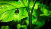 Zaļā planēta: Deivida Attenboro 5 daļīgo augu sērija kanālā BBC