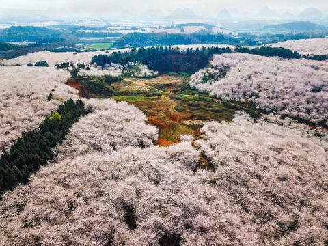 Ķiršu koki Pingba fermā Guiyang, Guizhou provincē Ķīnā