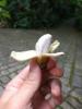 Mūsas patiesi niecīgais banānu koks