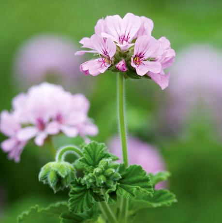 Pelargonijs 