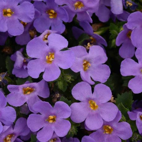 Bacopa Blue 9 cm atkārtoti izmantojamos podos x 3 augi