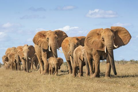 Kenija, Taita-Taveta grāfiste, Tsavo austrumu nacionālais parks, Āfrikas ziloņu ganāmpulks (Loxodonta Africana) pārvietojas vienā failā