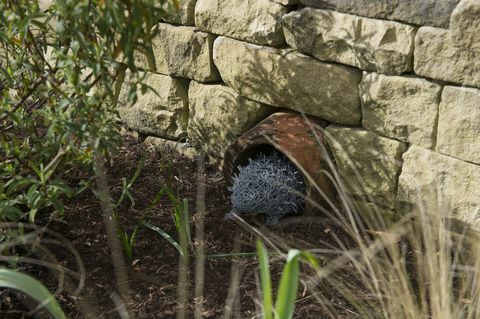 RHS Harlow Carr, Ziemeļjorkšīrā, tika atklāts pirmais pastāvīgais Hedgehog Street dārzs Lielbritānijā