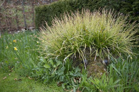 RHS Harlow Carr, Ziemeļjorkšīrā, tika atklāts pirmais pastāvīgais Hedgehog Street dārzs Lielbritānijā