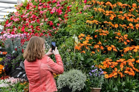 bbc gardeners world live 2019. gada ziedu telts apmeklētājs fotografē augu piramīdu