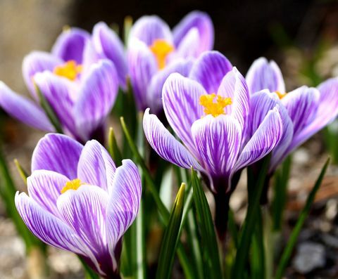 Close-Up, dēļ, purpurs, krokuss, Blooming, brīvā daba