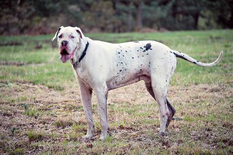 Great Dane ārpusē