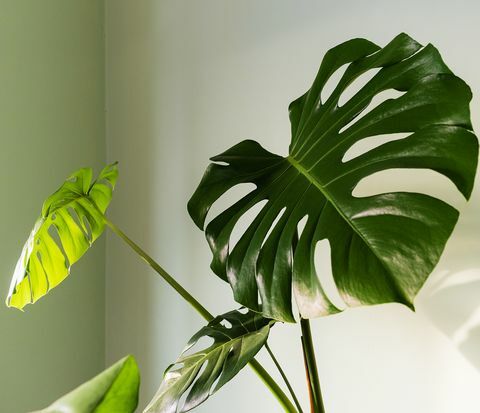 tuvplāns lielai Monstera deliciosa palmas lapai spilgti apgaismotā viesuļvētras vai Šveices siera rūpnīcā