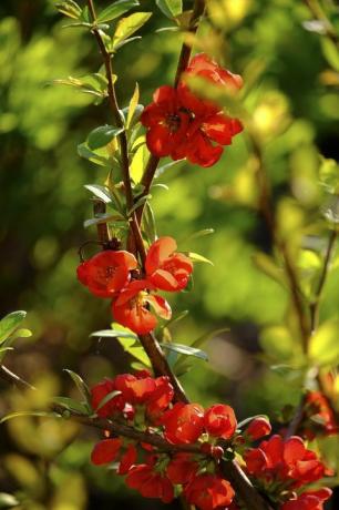 Chaenomeles (Chaenomeles), zied, Austrija