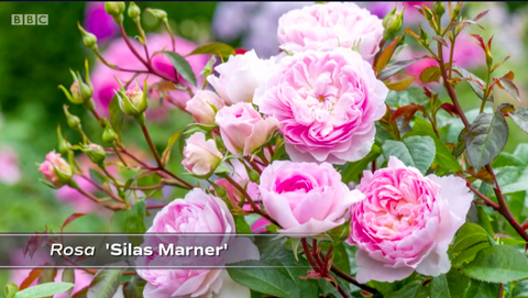 rosa silas marner, rozā roze