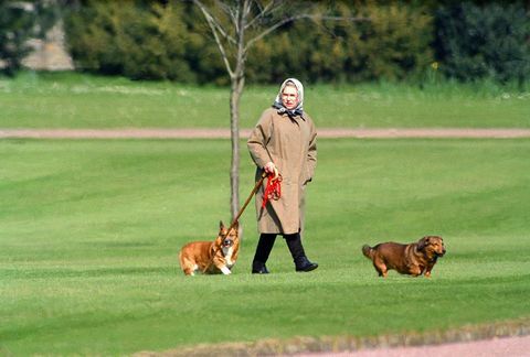 Karaliene Elizabete II staigā ar saviem suņiem Vindzoras pilī