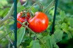 Aspirīns novērš gaismu tomātu augos