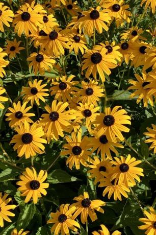 zeltaini melnas acis Susan rudebeckia wildflowers, kas aug vasaras beigās