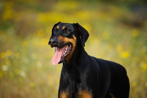 Dobermaņa suns