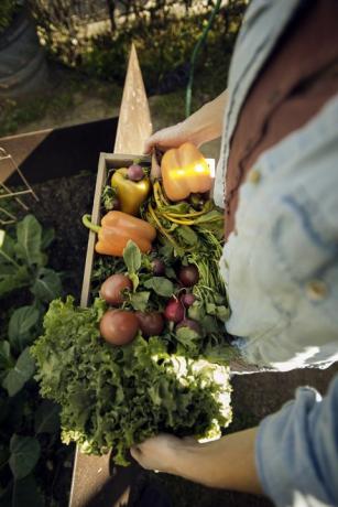 Augšdaļa, apskate, dēļ, sieviete, kas, svaigi novāktie, dārzeņi, pa, crate, uz, organisks, farm