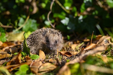 jauns ezis erinaceus europaeus dārzā starp sausu lapotni saulainā rudens dienā