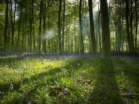 Skaisti meži Lielbritānijā, lai izmēģinātu mežu peldēšanās