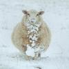 Laika apstākļi Lielbritānijā: Met Office reaģē uz ziemas sasalšanas prognozēm