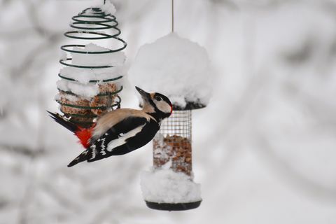 Savvaļas dzīvnieki dārzā ziemas sezonā. Vīriešu kārtas greatspottet dzenis, kas piekārts putnu padevējam. Dārzā un padevējos daudz sniega. Koncentrējieties uz putniem un barotavām. Pakārtots fons.