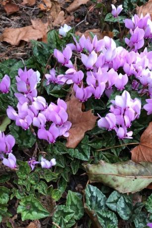 rudens ziedi cyclamen hederifolium