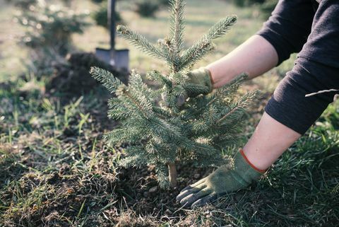 Darbinieks dārzā iestādīt jaunu koku. Neliels Ziemassvētku eglītes stādījums. Picea pungens un Abies nordmanniana. Egle un egle.