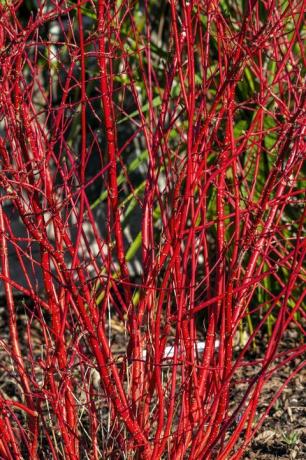 cornus alba sibirica krūms ar sarkaniem sarkaniem kātiem ziemā un sarkanām lapām rudenī, pazīstams kā Sibīrijas kizils, fonda attēlu