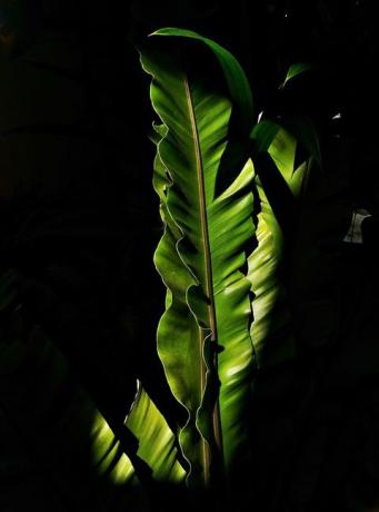 Close-up, dēļ, banānu koks, leaves