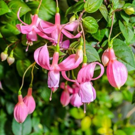 dārza oāze, fuksijas "rozā pārpilnība", ega1xa smalks rozā fuksijas zieds uz dabas zaļo lapu fona, rozā pārpilnība, tuvplāns