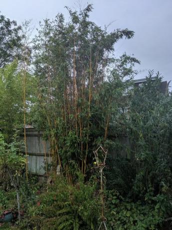 invazīvs bambuss dārzā