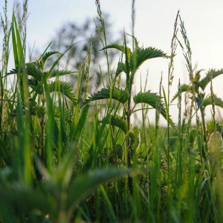 nātru augs uz lauka zaļā dabiskā fona ar mīkstu bokeh atlasītu fokusa detalizētu attēlu