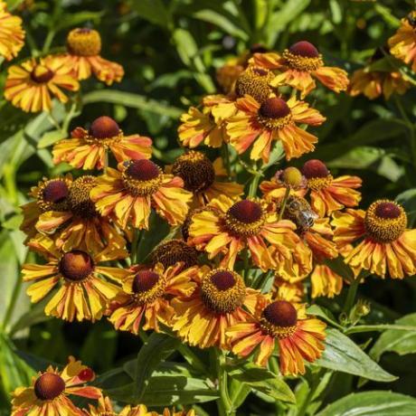 helenium autumnale 'rietumu maisījums'