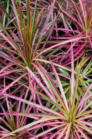 madagaskara, pūķis, koks, dracaena, marginata, trīskrāsains, close up