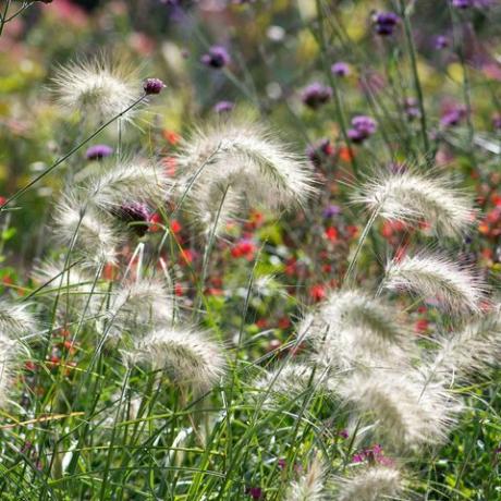 dekoratīvā zāle, spalvu zāle, pennisetum villosum,