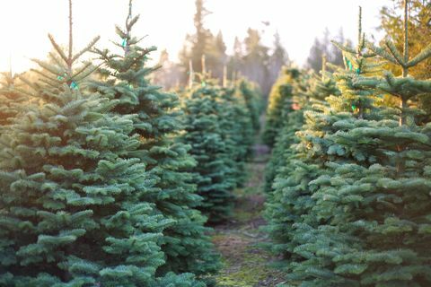 Skaistu un dinamisku Ziemassvētku koku rinda
