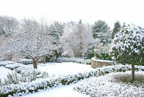 Ziemas dārzs ar sniegu