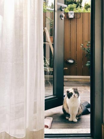 Kaķis, kurš mājās sēž pie durvīm