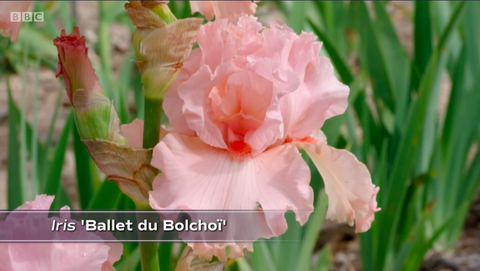 balets du bolchoï iris cayeux