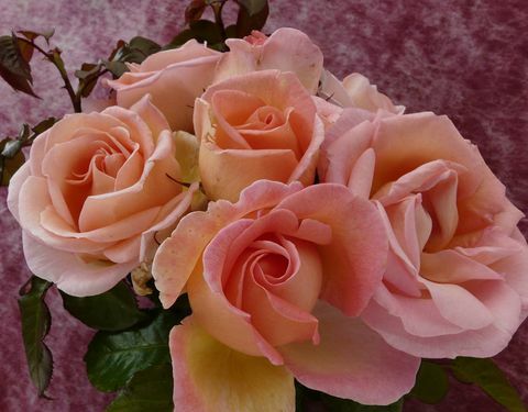 Barnardos-Harkness-Sweet-Sīrija-roze