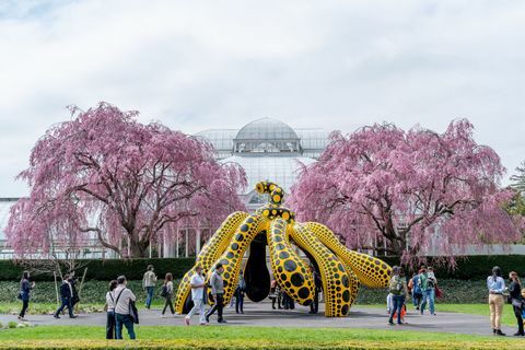 kusama kosmiskās dabas izstāde Ņujorkas botāniskajā dārzā