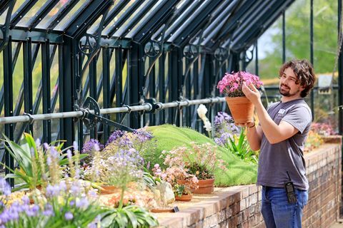 dārzkopis Tom King šorīt Alpu izstāžu namā Rhs Garden Wisley surrejā mēdz rīkoties Alpu kolekcijās, kas sabiedrībai durvis atkal atvērs pirmdien, 17. maijā.