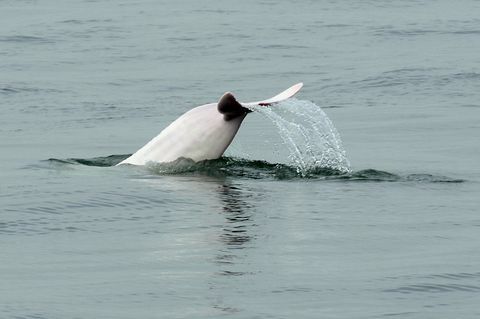 Honkongas saglabāšanas vide dzīvnieku delfīns
