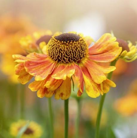 skaista vasaras ziedēšana, apelsīnu helēnija ziedi, kas pazīstami arī kā parastā sneezeweed, neīstā saulespuķe, helēnas zieds, dzeltenā zvaigzne