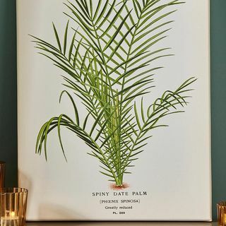 Piddix Spiny datuma palmu sienas māksla