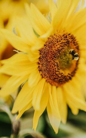 lielisks saulespuķu lauks Lielbritānijā strādnieks bite vāc ziedputekšņus
